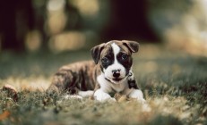 开云在线直播-黄喜灿的节奏魔法，当AC米兰的优雅遇上伊朗的坚韧