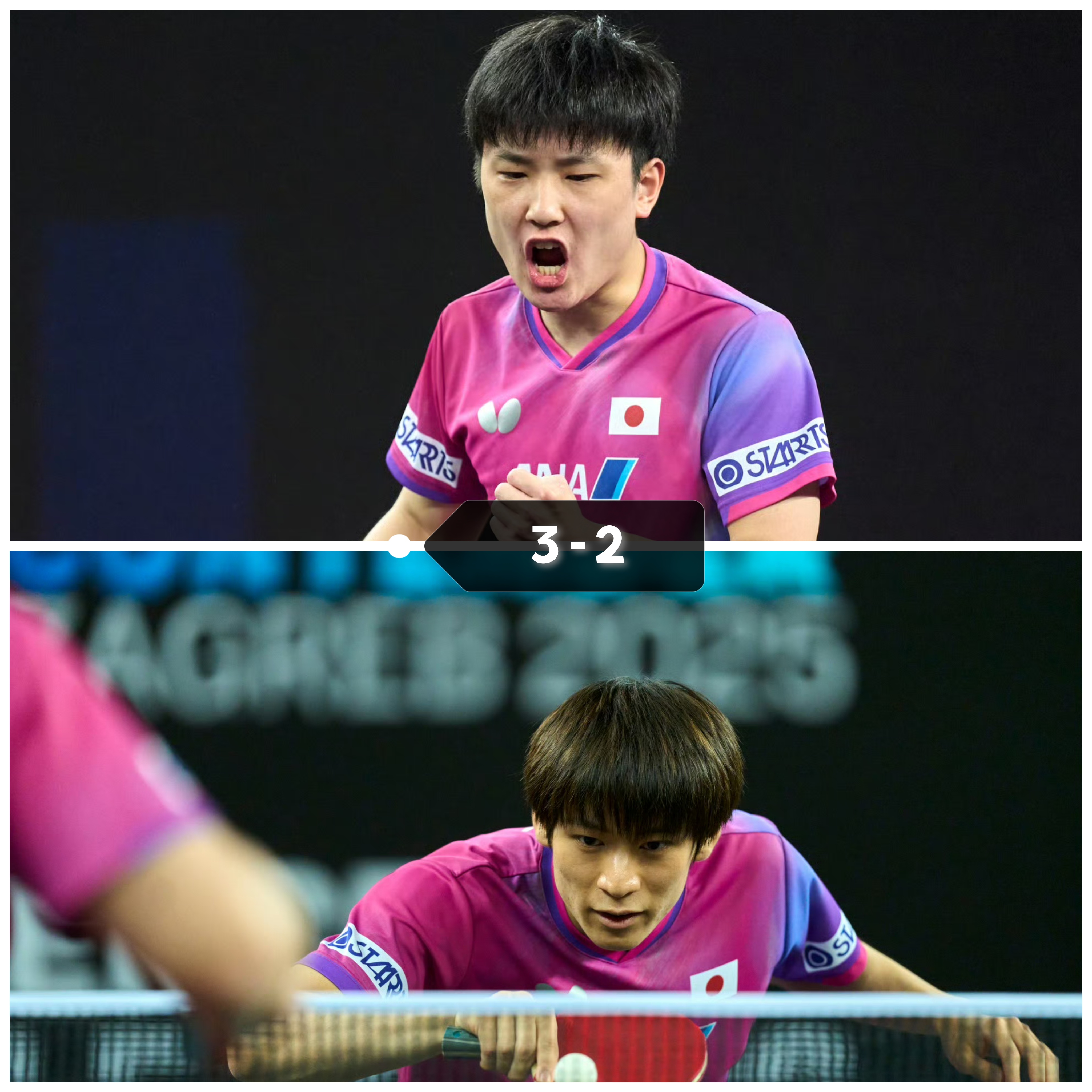 比利时乒乓球队横扫德国乒乓球队，张本智和送出助攻的简单介绍