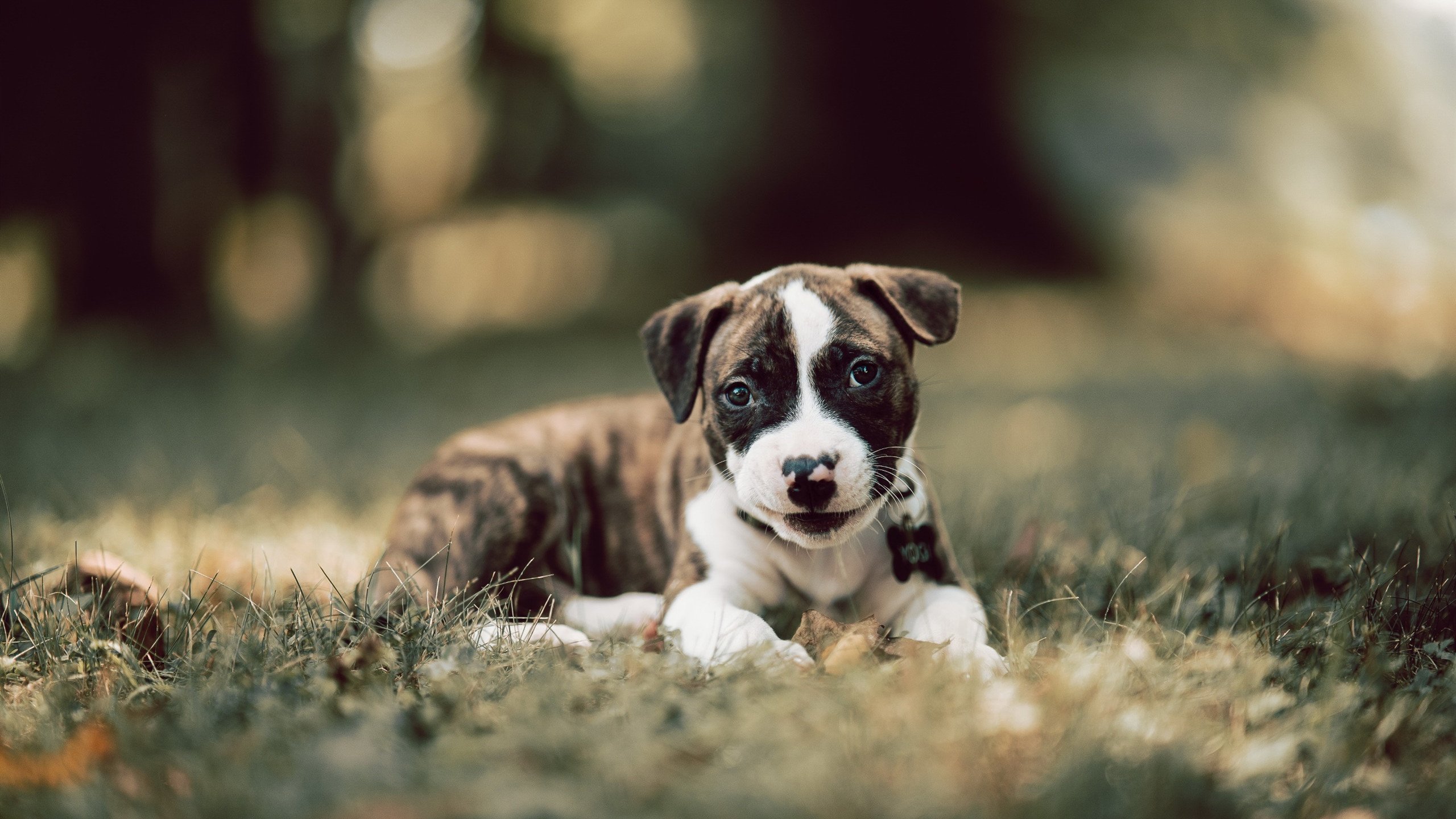 黄喜灿的节奏魔法,当AC米兰的优雅遇上伊朗的坚韧